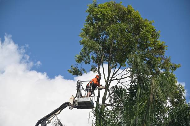 Best Tree Health Inspection  in Sioux Falls, SD